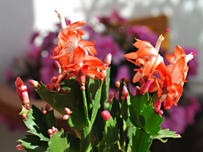 Christmas Cactus 01.jpg