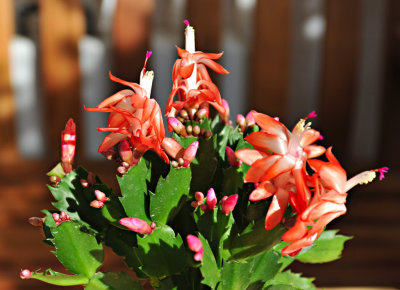 Christmas Cactus 02.jpg