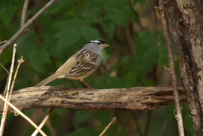IMGP1653.JPG