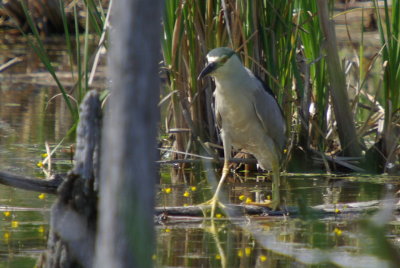 IMGP5234.JPG