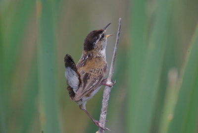 IMGP5258.JPG