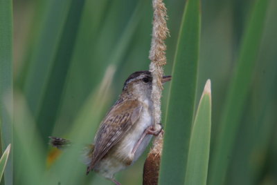 IMGP5271.JPG