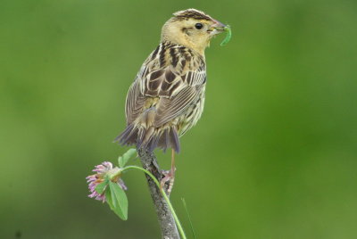 IMGP6864.JPG