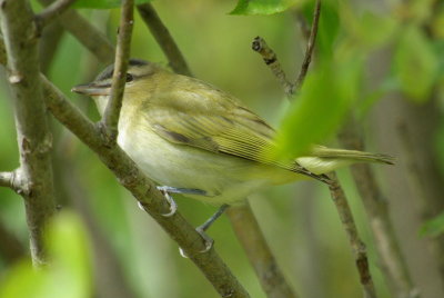 IMGP8935.JPG