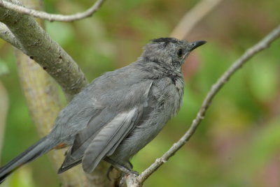 IMGP8942.JPG