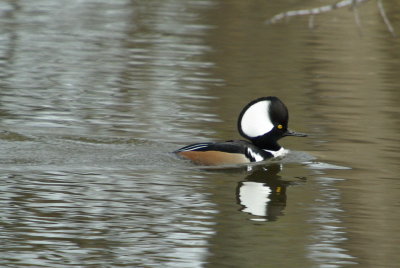 g9/04/1101204/3/152151123.IVaBX0Bn.jpg