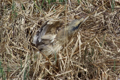 Le butor  en chasse.