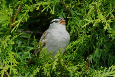 IMGP9945.JPG