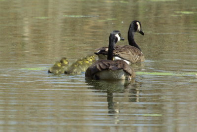 g9/04/1101204/3/152191521.uTvqwf0j.jpg