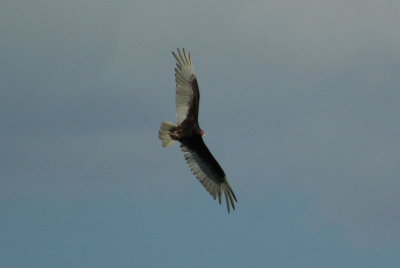 g9/04/1101204/3/152207613.LLcUNYsa.jpg