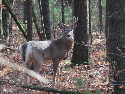 DSCF0008.JPG