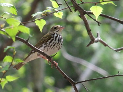 DSCF3037.JPG