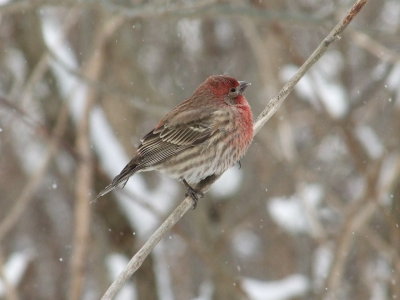 DSCF1072.JPG