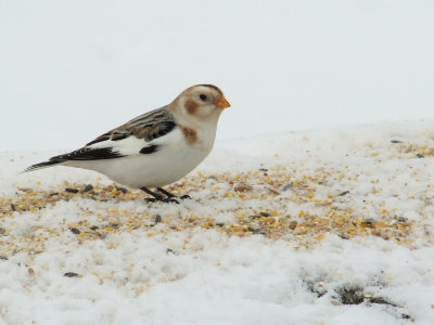 DSCF4157.JPG