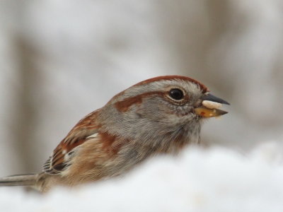 DSCF7019.JPG