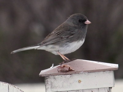 DSCF5002.JPG
