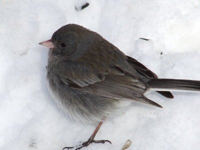 DSCF5005.JPG