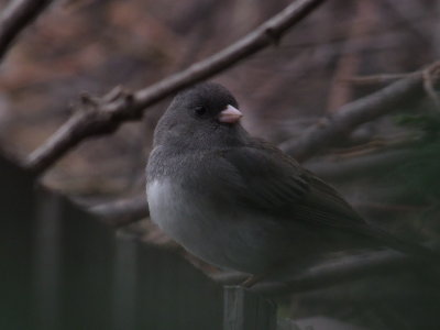 DSCF5006.JPG