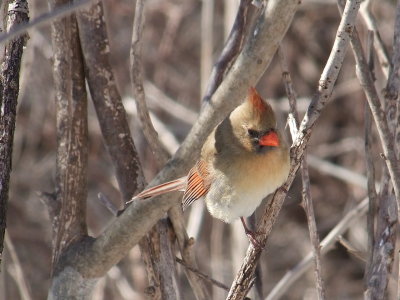DSCF6005.JPG
