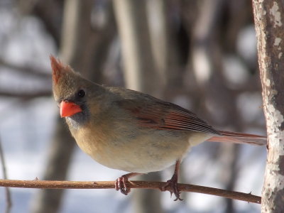 DSCF6018.JPG