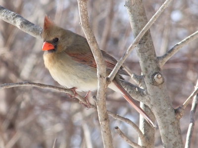 DSCF6022.JPG