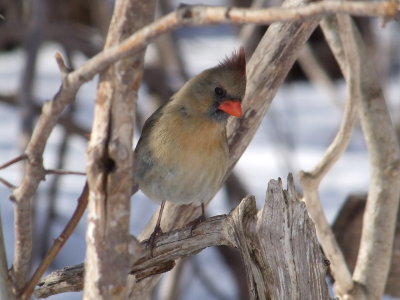 DSCF6031.JPG