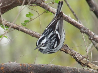 DSCF6059.JPG