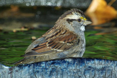 IMGP0913.JPG
