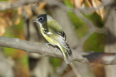 IMGP1032.JPG