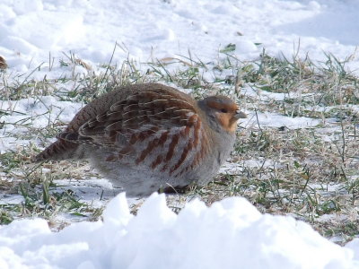DSCF9084.JPG