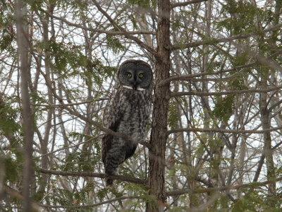  chouette lapone- Great gray owl