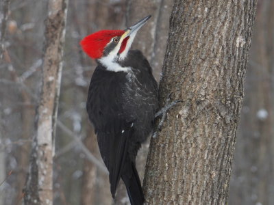 DSCF1779.JPG