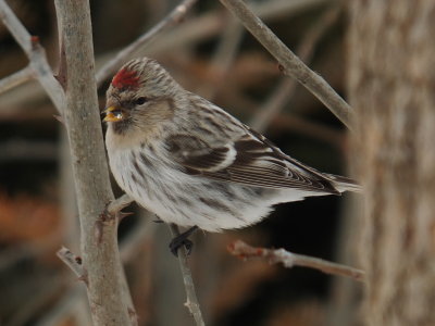 DSCF2444.JPG