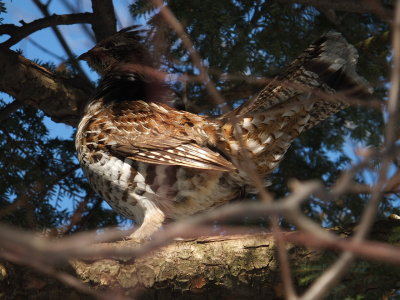 DSCF2530.JPG
