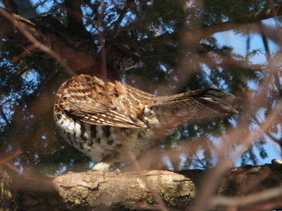 DSCF2532.JPG
