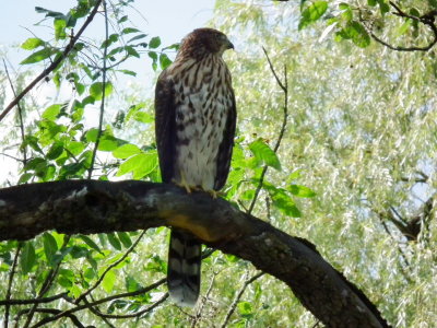 DSCF1341.JPG