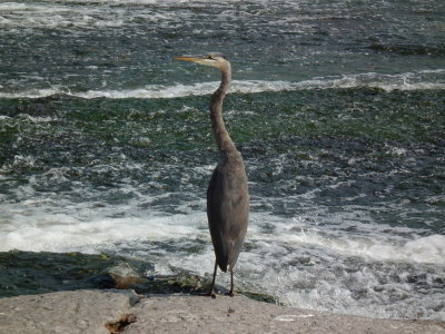 DSCF2971.JPG