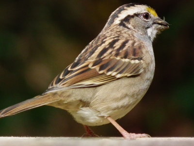 DSCF3781.JPG