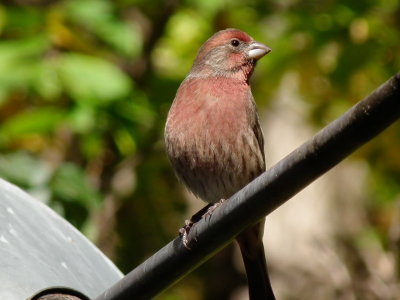 DSCF4008.JPG