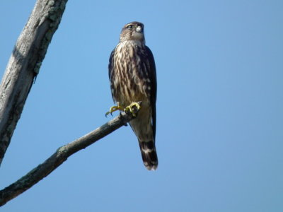 oiseaux de proie-2