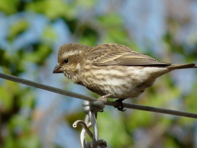 DSCF4376.JPG