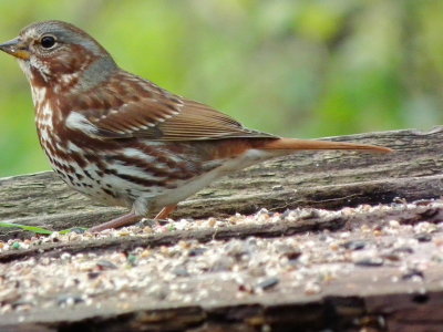 DSCF4429.JPG