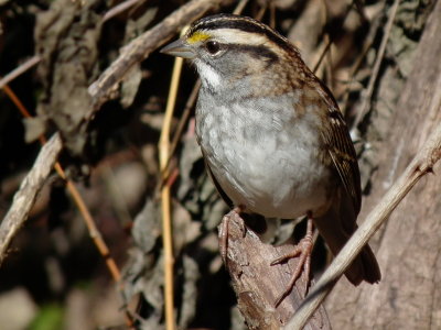 DSCF4437.JPG