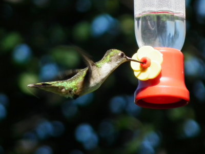 DSCF7960.JPG