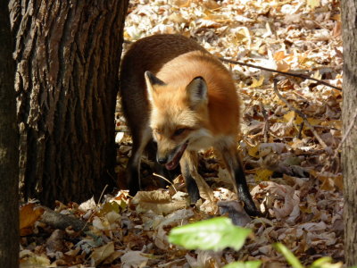 g9/04/1101204/3/153391539.hTa5EoVI.jpg