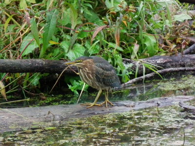 DSCF3693.JPG