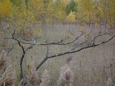 DSCF3720.JPG