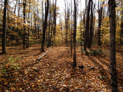 DSCF4526.JPG
