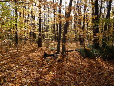 DSCF4527.JPG