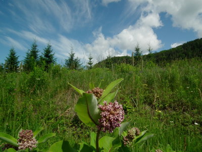 DSCF7377.JPG